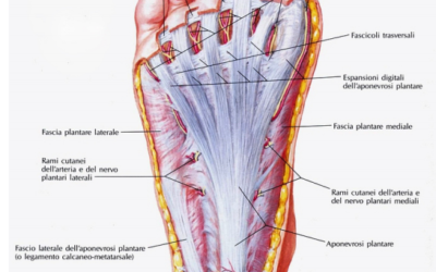 Parliamo di fascite plantare: cos’è e come si “combatte” Physiotherapy | Parliamo di fascite plantare: cos’è e come si “combatte”