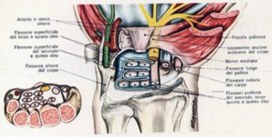 Physiotherapy | Sindrome del tunnel carpale (STC)