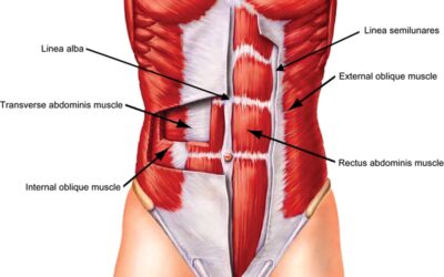 Diastasi addominale: facciamo chiarezza Physiotherapy | Diastasi addominale: facciamo chiarezza